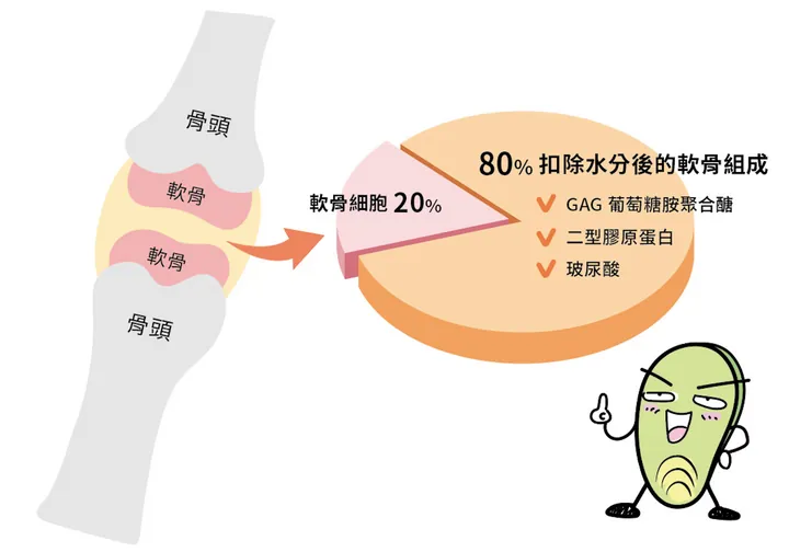 軟骨是由水分、二型膠原蛋白、玻尿酸及 GAG 醣胺聚醣所組成