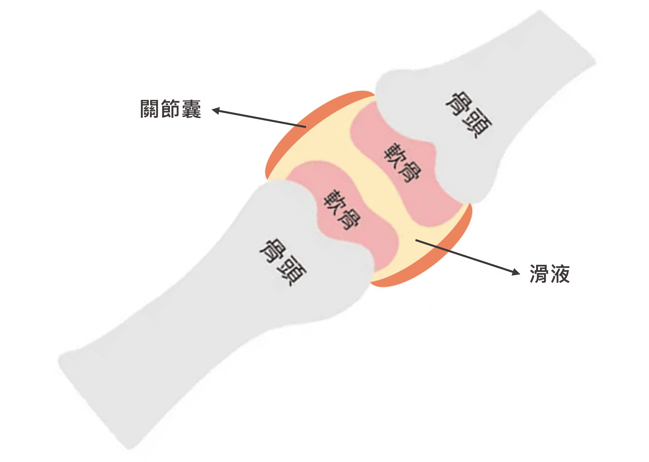 關節囊結構